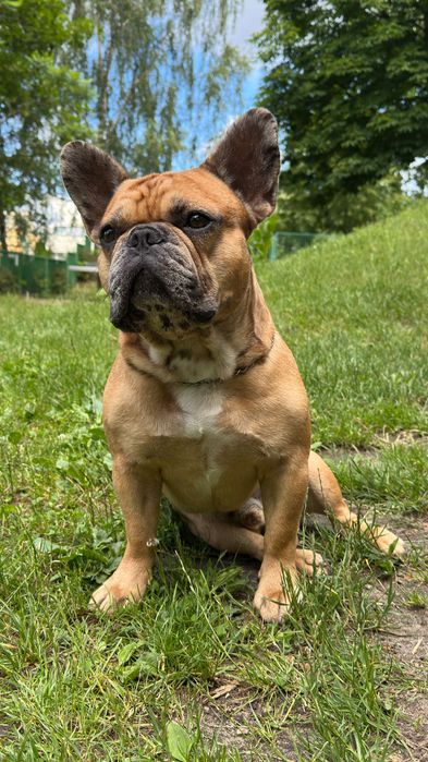 buldog francuski szuka damy serca