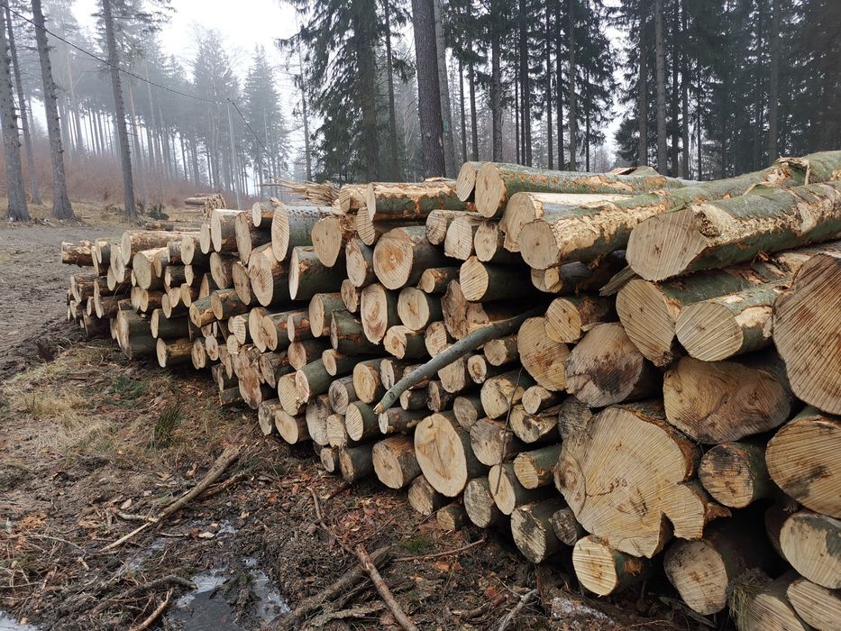 Sprzedam drewno Buk 10 M