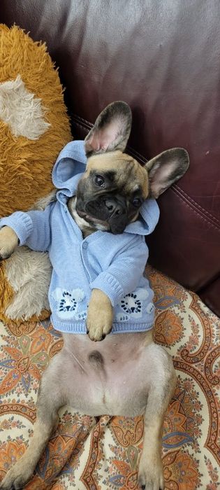 Перетримка тварин