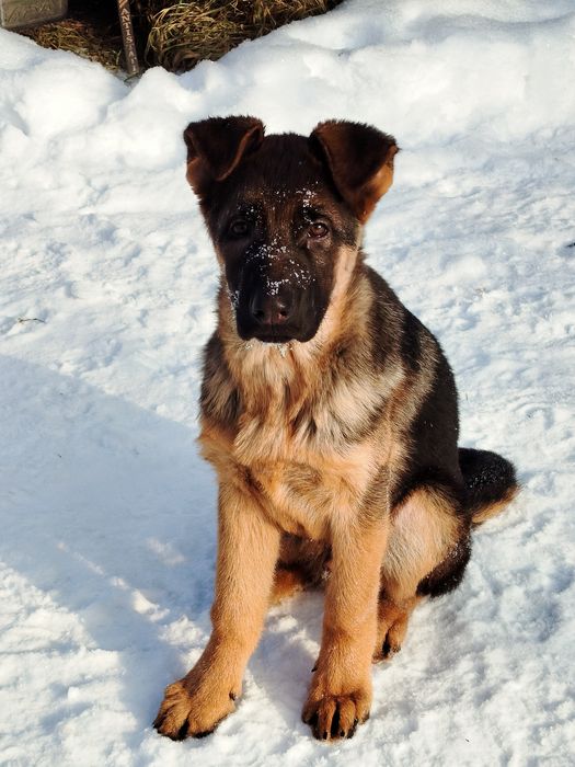 Кобель німецької вівчарки