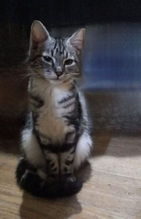 Отдам даром в добрые руки котиков и кошечек