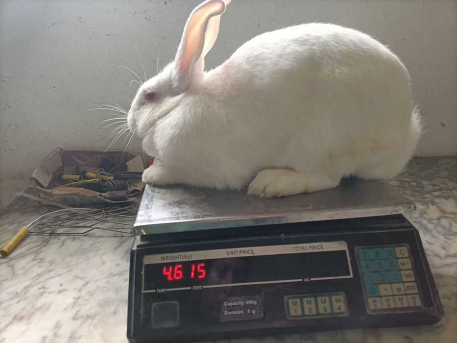 Venda de animais para criação ou abate