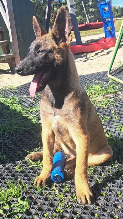 Owczarek belgijski Malinois piesek