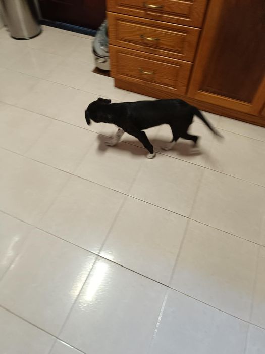 Que tal adotar um cãozinho com 3 meses mistura Pointer com rafeiro!