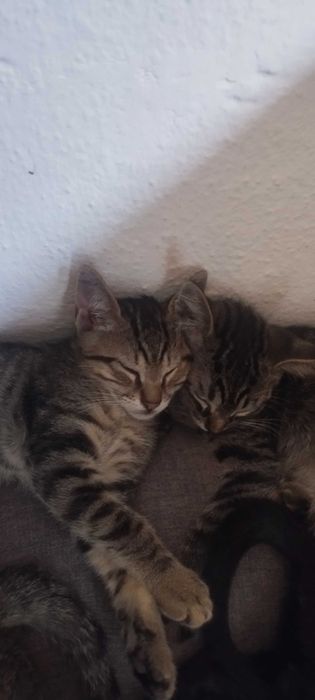 Para dar 2 gatinhos com 1 ano