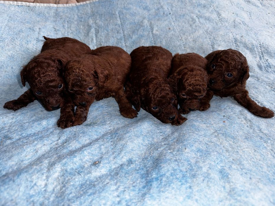 Тойпудель Редбраун вʼязка