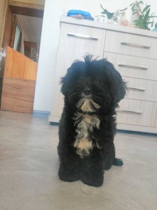 прекрасний подарунок - Мальтіпу