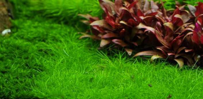 Альтернантера Мини. Рослини для акваріума