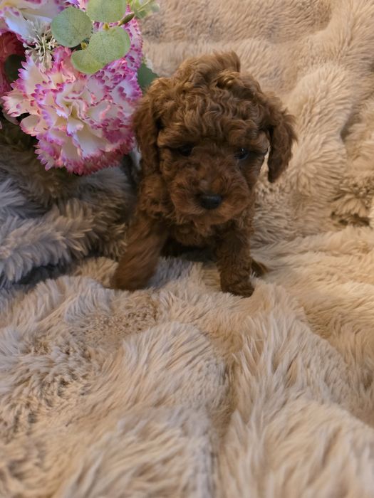 Suczka Pudel Toy red badania genetyczne rodziców