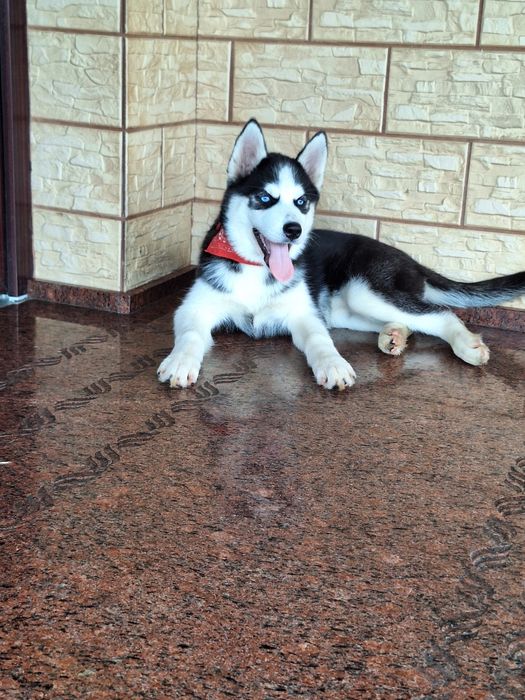Husky Syberyjski