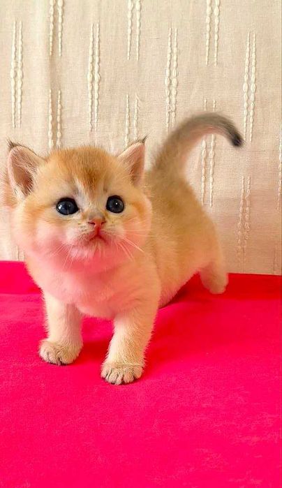 Шотландские котята (ЗОЛОТАЯ ШИНШИЛЛА)