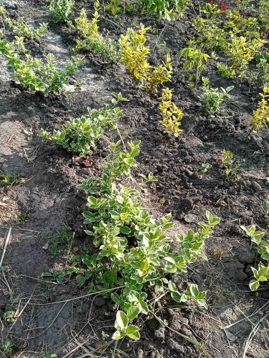 Знижки: Гортензія, бересклет, флокс, лаванда, спірея, кніфофія, чебрец