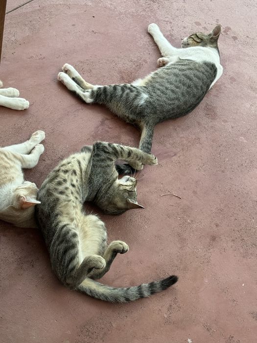 Dois gatinhos de 4 meses para adoção