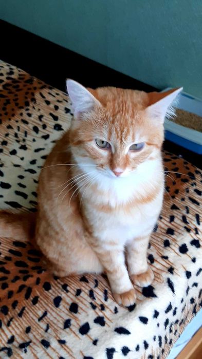 Отдам в хорошие руки кошечку Ханни