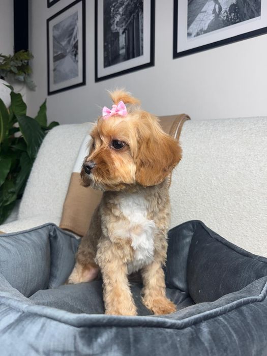 cavapoo szczeniak suczka