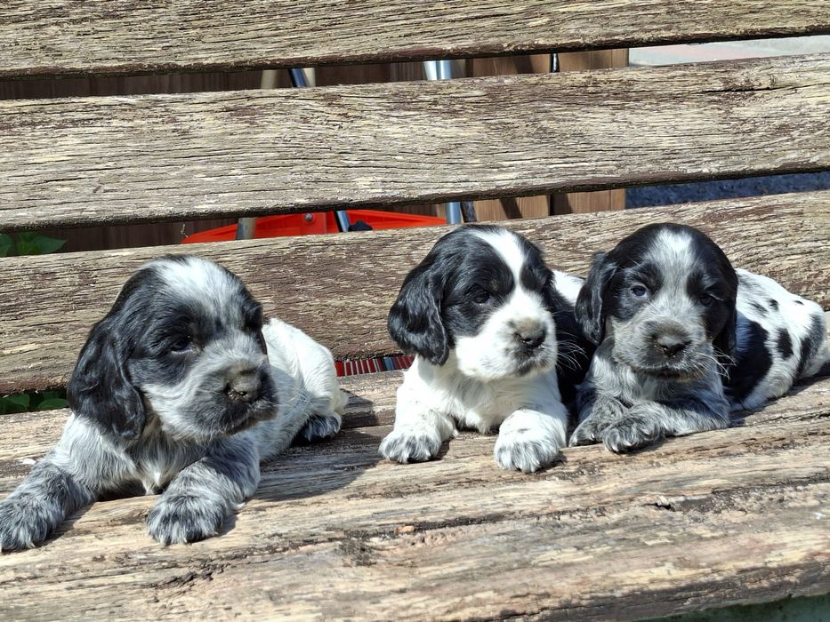 Cocker Spaniel   Angielski