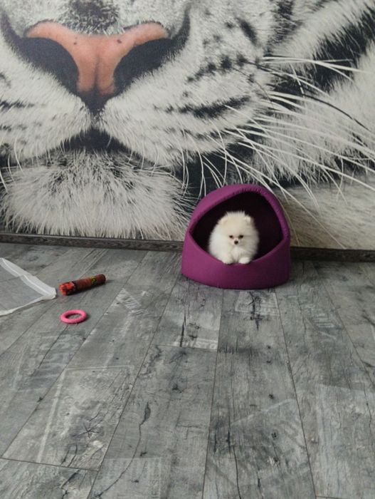 Перетримка собак та котиків