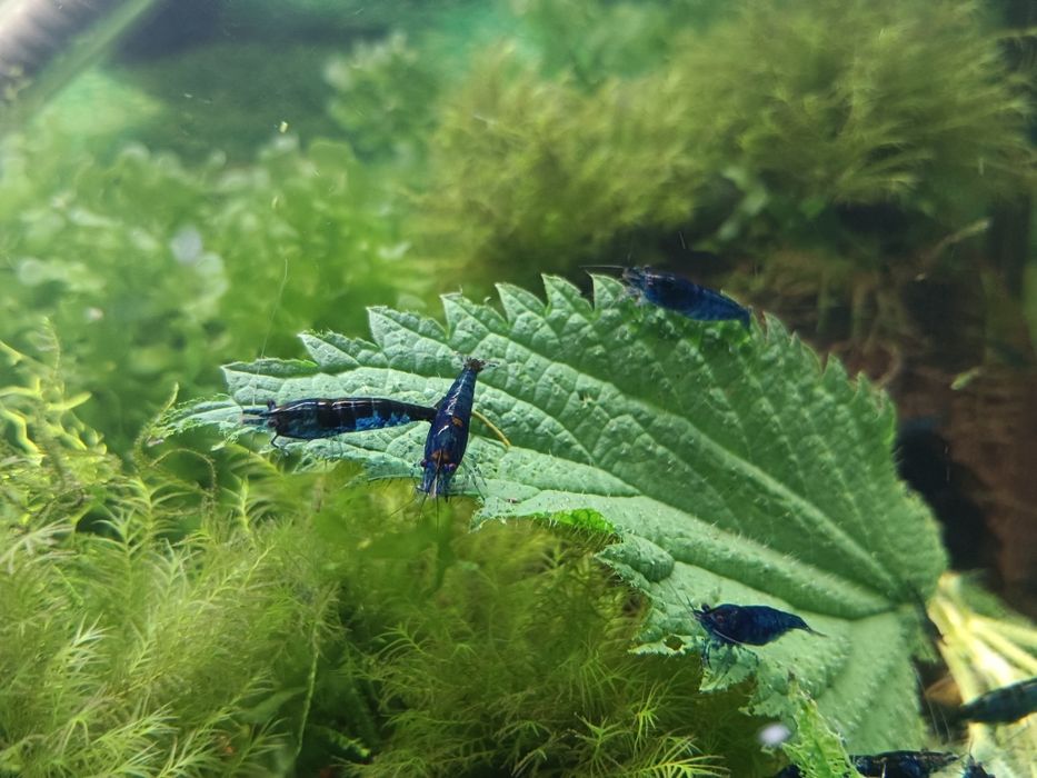 Blue velvet krewetki, roślina gratis