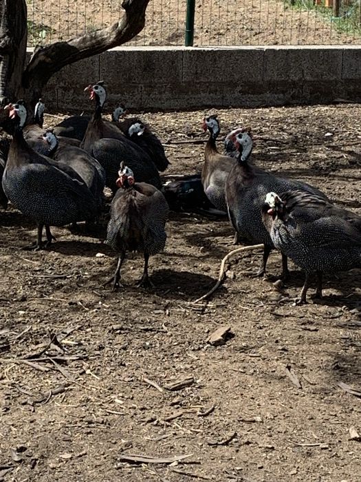 Vendo galinhas fracas