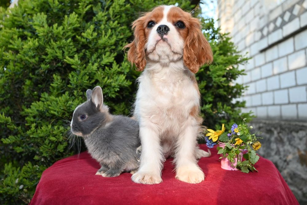 Цуценята Кавалер Кінг Чарльз Спаниель. КСУ