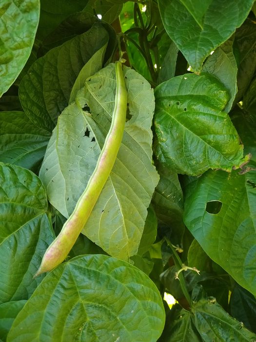 Feijão verde biológico produção caseira