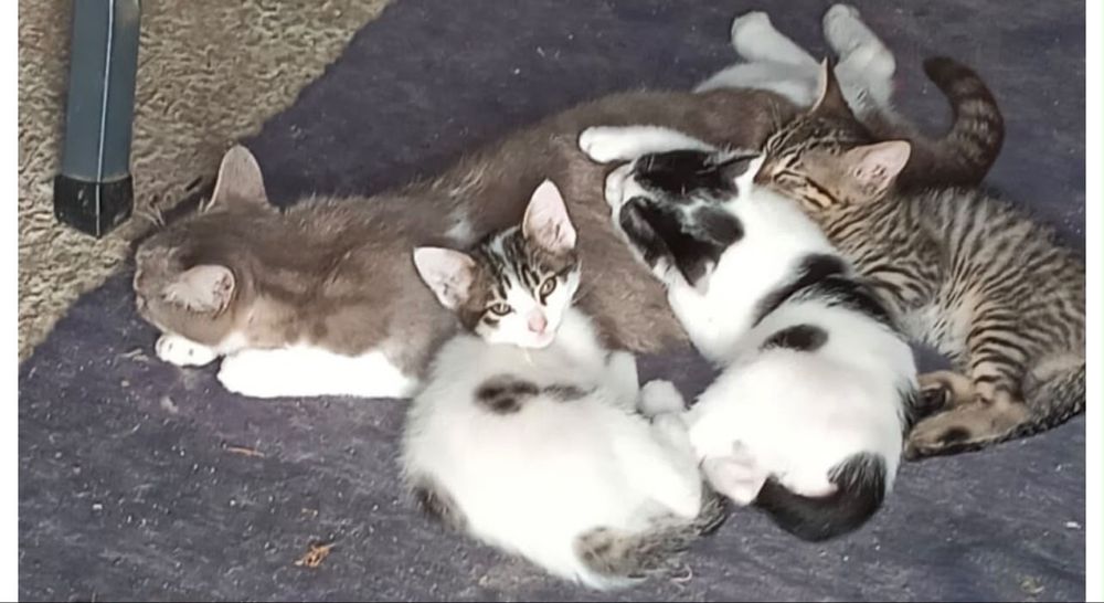 Gatinhos para adoção responsável zona Oeste