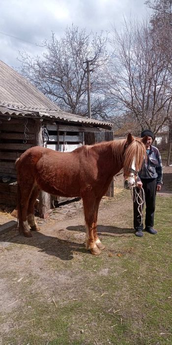 Продам коня з возиком