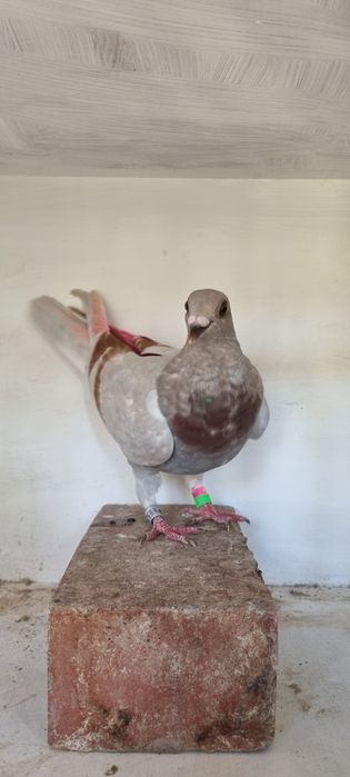 Disponiveis pombos correios machos