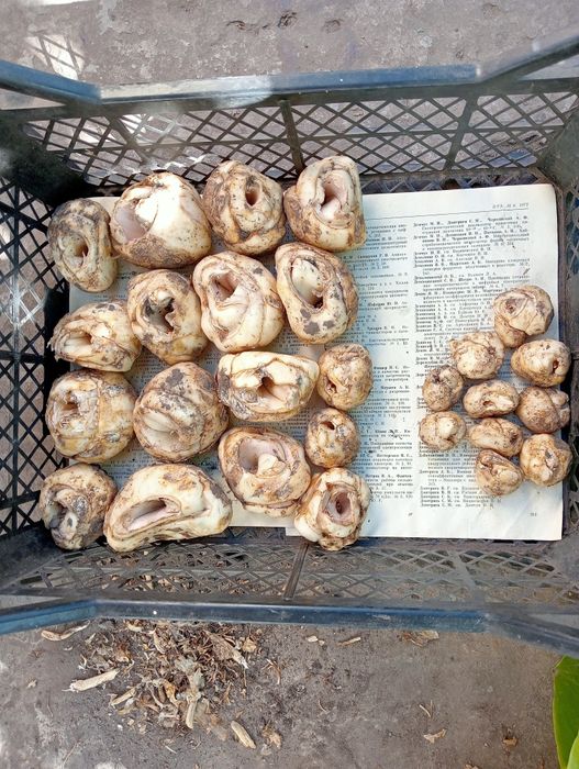 Царська корона. Лілія вонючка