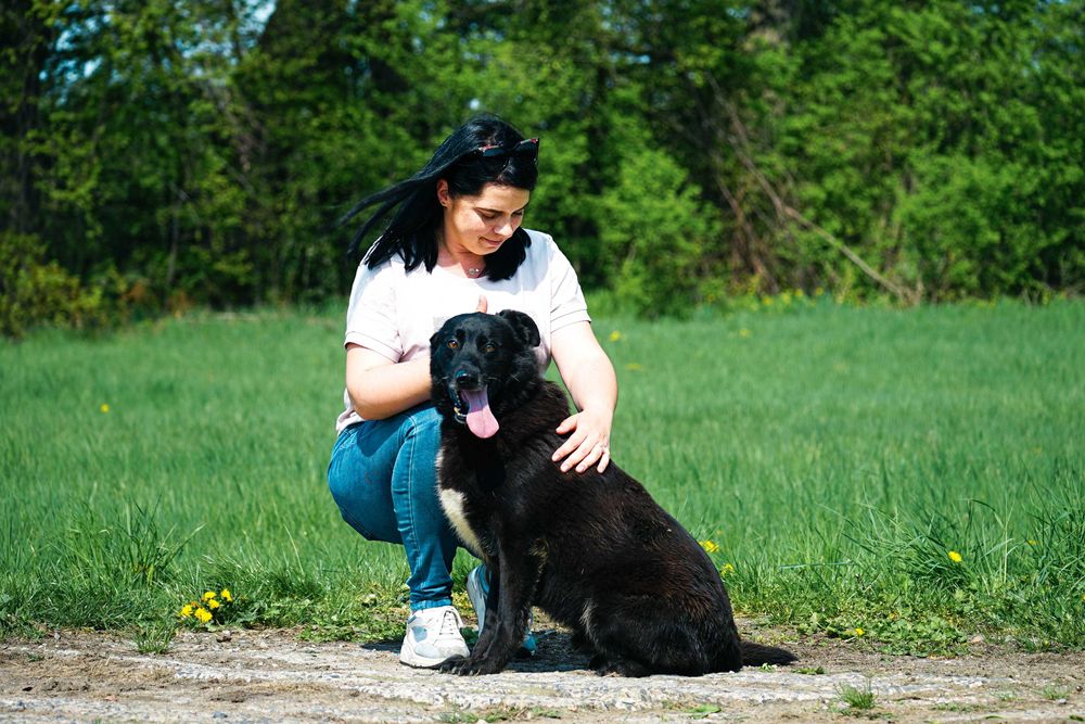 VERANO - super pies w typie labrador