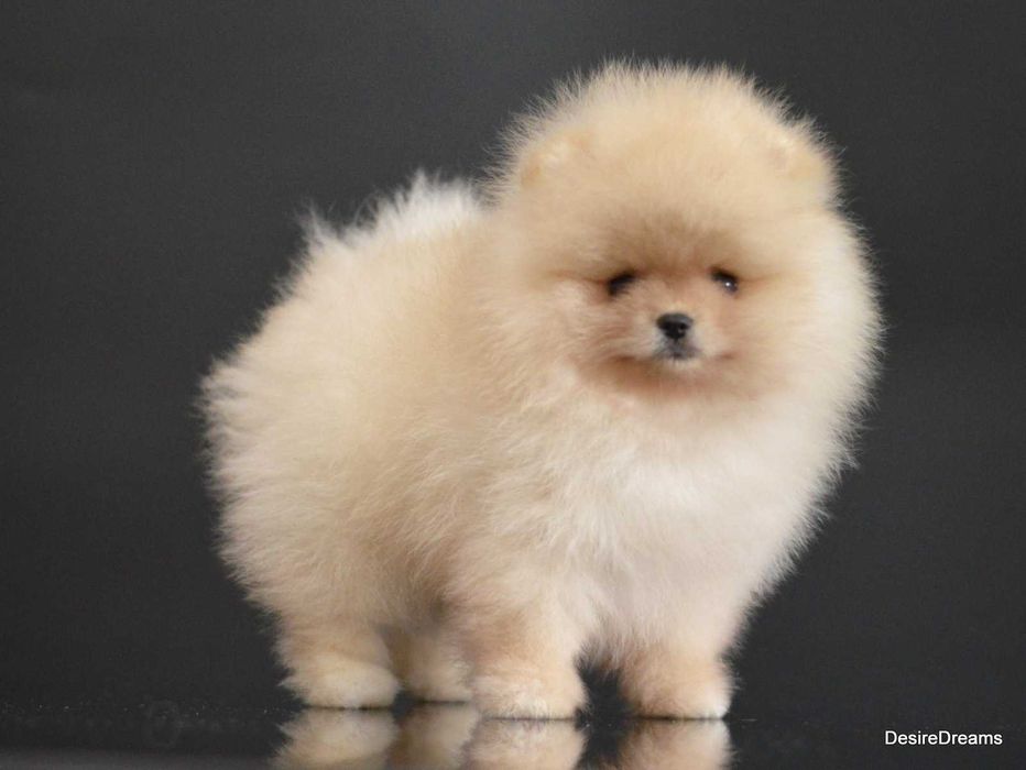 Міні хлопчик померанський шпіц