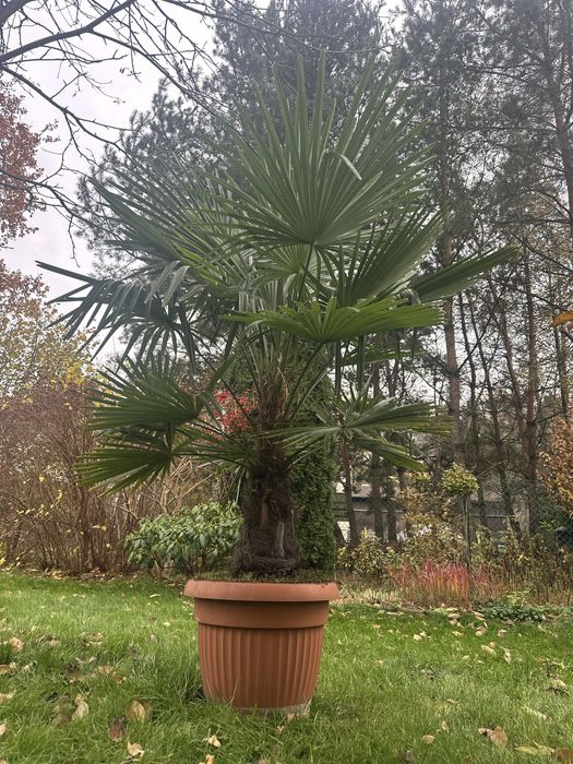 Palma mrozoodporna Trachycarpus fortunei
