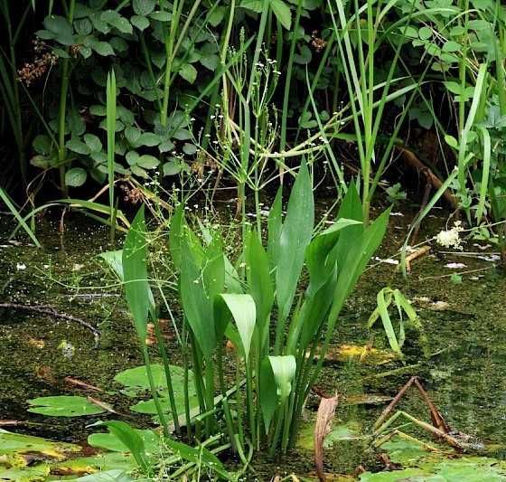 Erva-alface - planta de lago ou aquário, fácil de manter