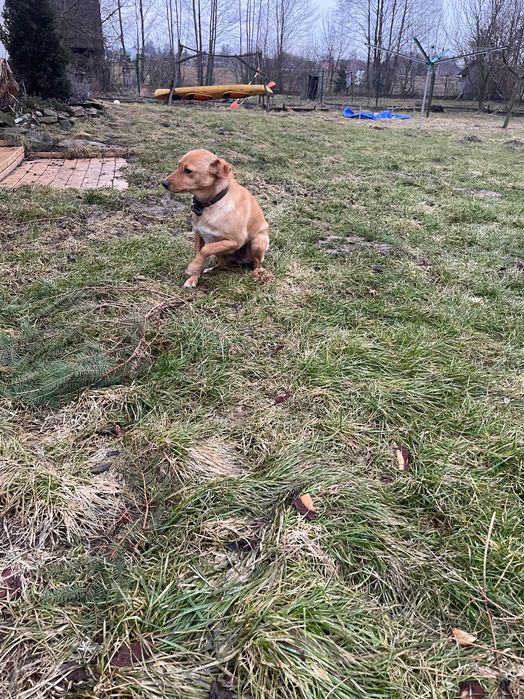 Kundelka oddam w dobre ręce