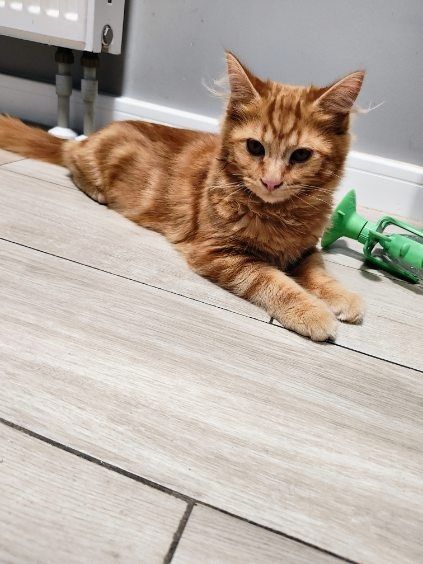 Maine  Coon kocur 6 miesiecy z hodowli