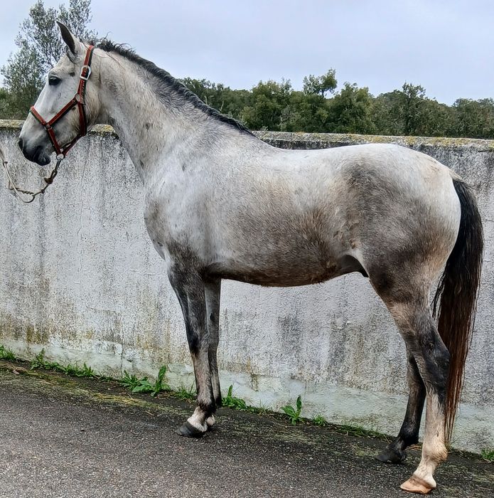 Poldro  de livro azul