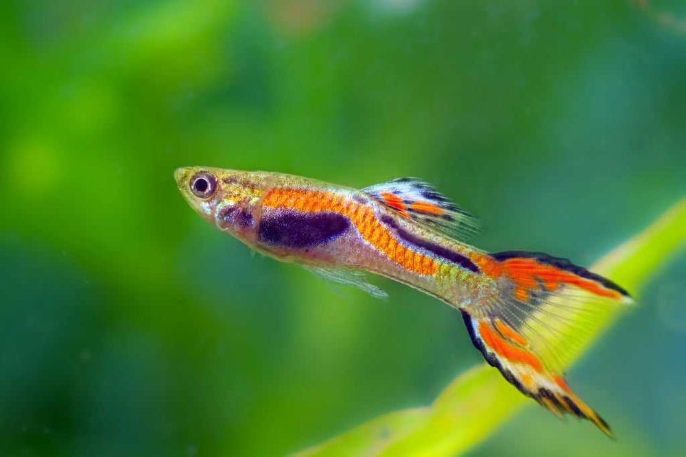 Peixes Guppys (Cardume)