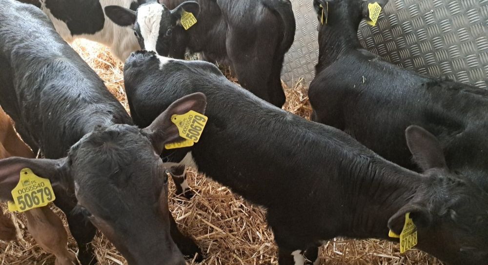 Cielęta Byczki Jałówki Polskie Brodnica