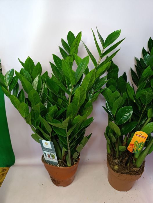 Заміокулькас,дифенбахія,лавр