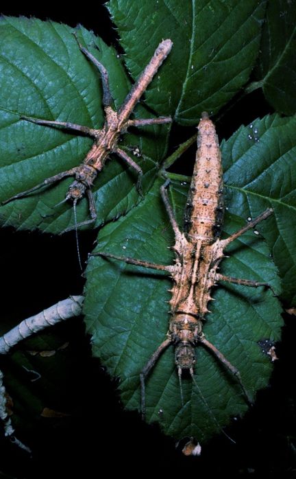 Палочник незвичайний  "Tisamenus sp Gagayan"