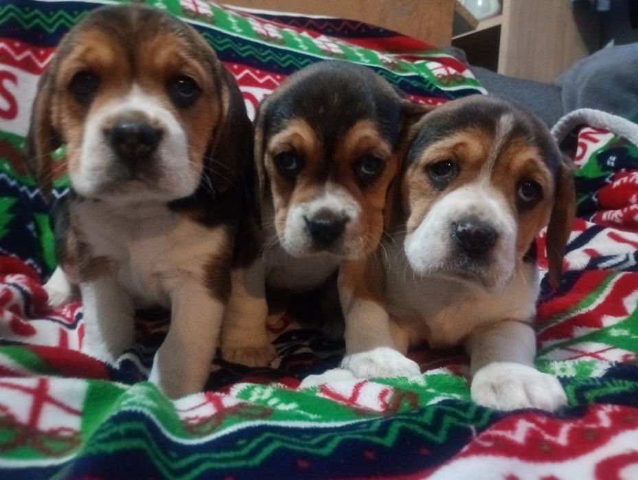 Piękna suczka Beagle