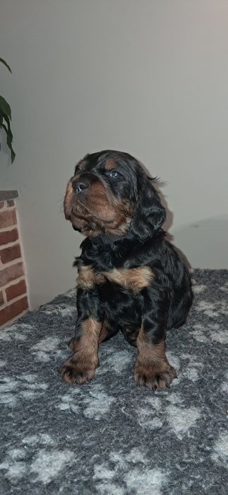 Seter szkocki gordon ZKwP