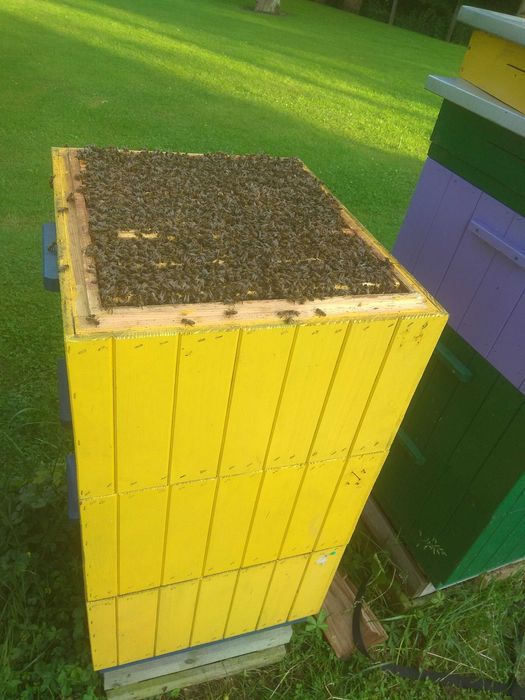 Odkłady pszczele pszczoły krainka dobra alpejka 5 ramkowe wlkp ule