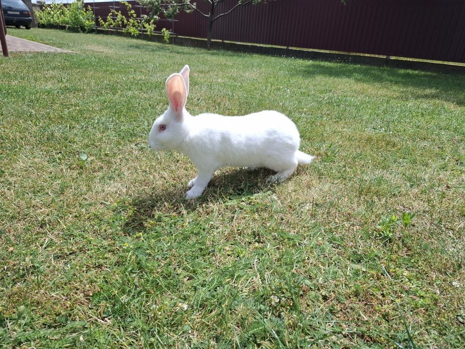 Продам молодих кроликів м'ясних порід