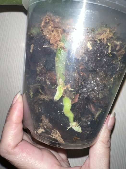 Орхидея. Фаленопсис. Попкорн.