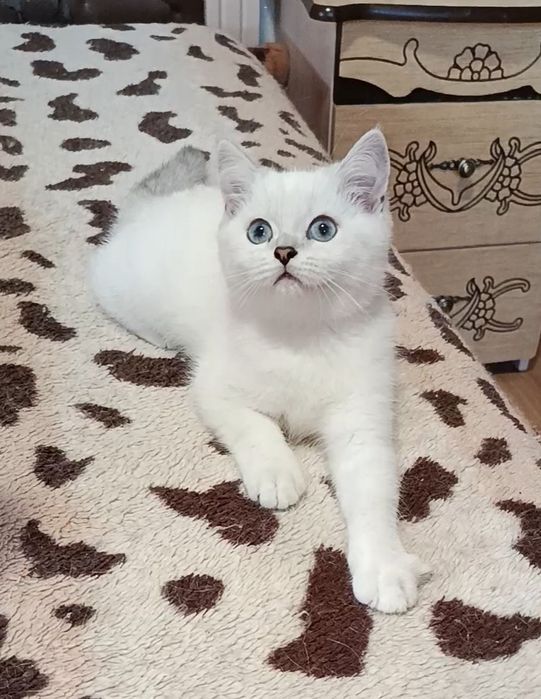 Мальчик шиншилла поинт