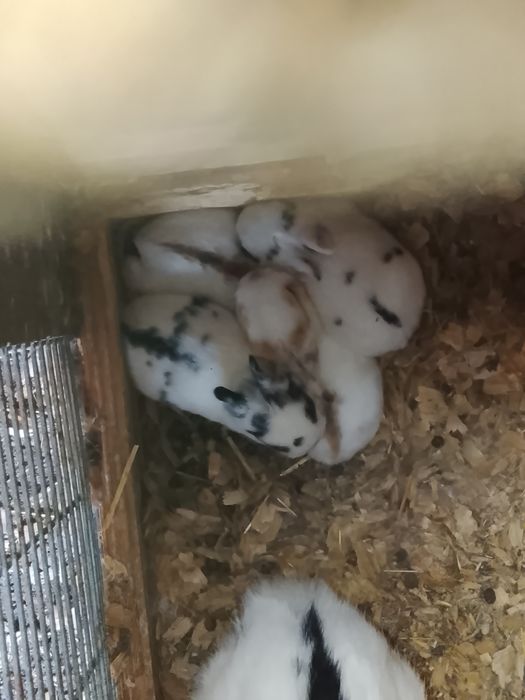 Coelhos anões mini toy holandês