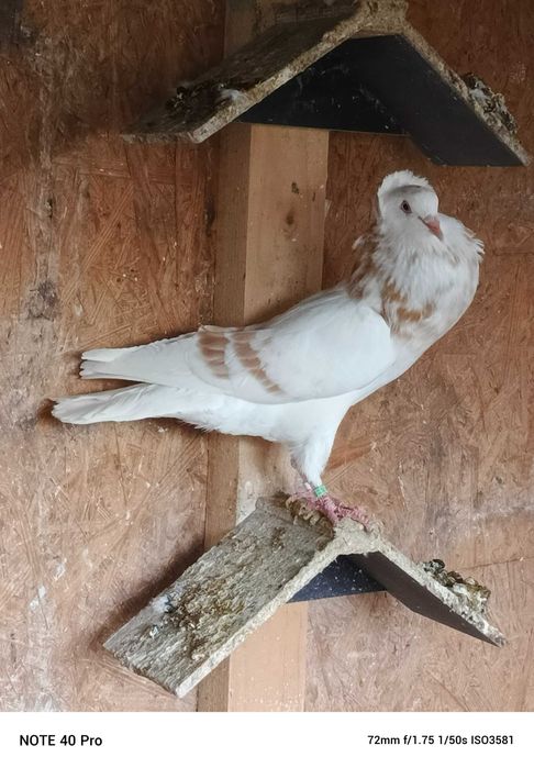 Garłacze Górnośląskie Koroniaste