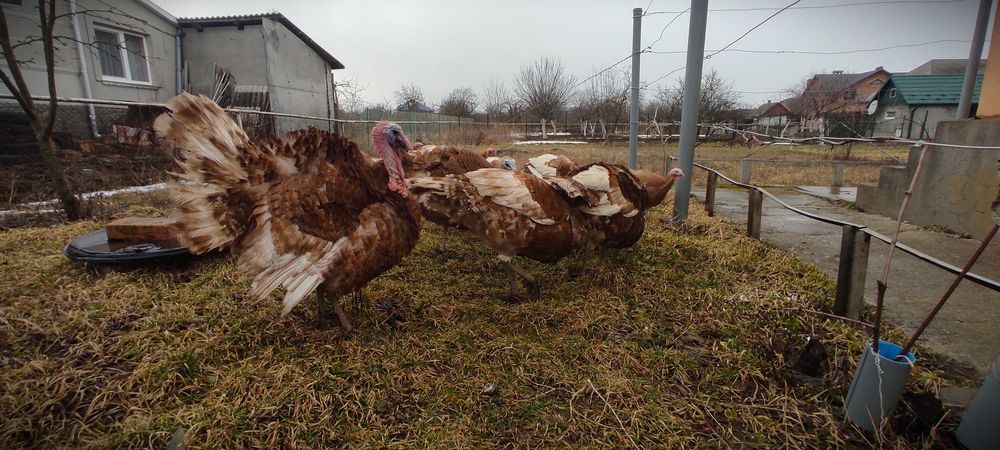 Індики Бурбони 12 місяців
