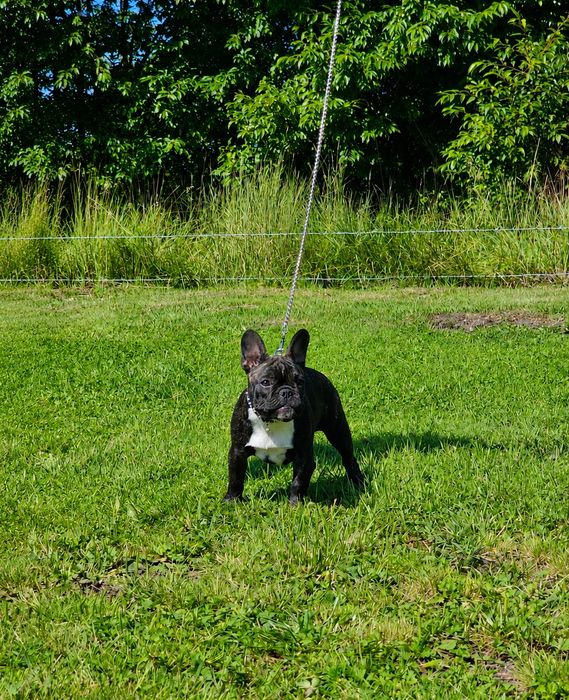 Buldog francuski